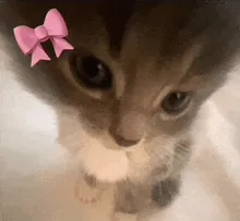 cute gif of cat